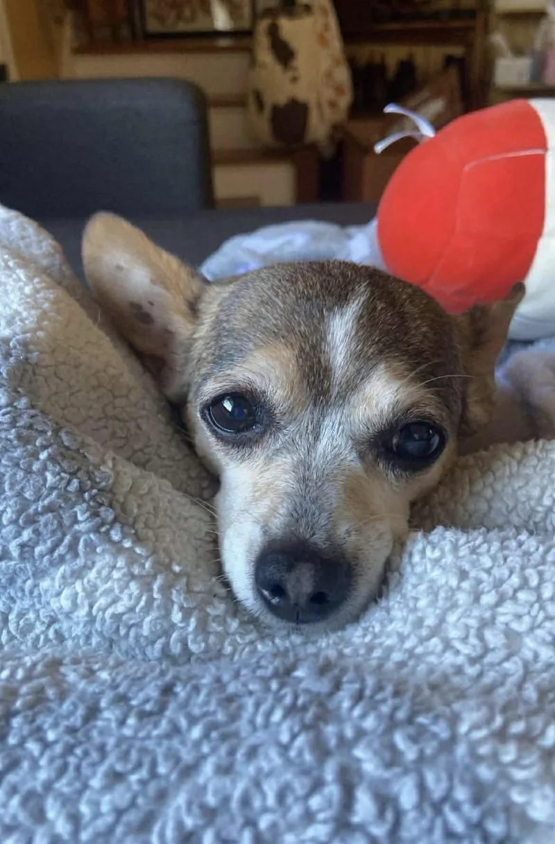 An adult small-sized female Chihuahua dog named Reba for adoption in Richmond, KY