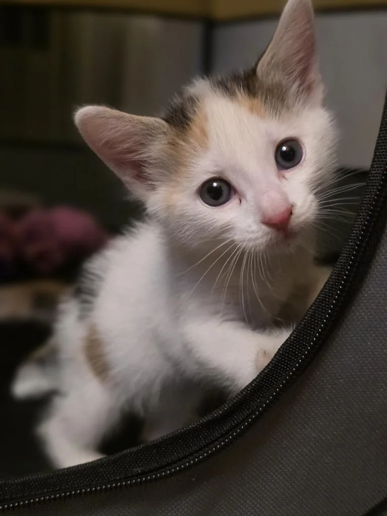 A baby small-sized female Domestic Short Hair cat named Maeve for adoption in Meriden, CT