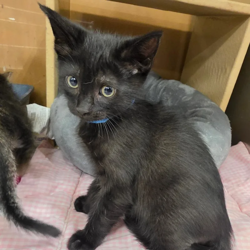 A baby small-sized male Black Domestic Short Hair cat named Mr. Darcy for adoption in Melrose, FL