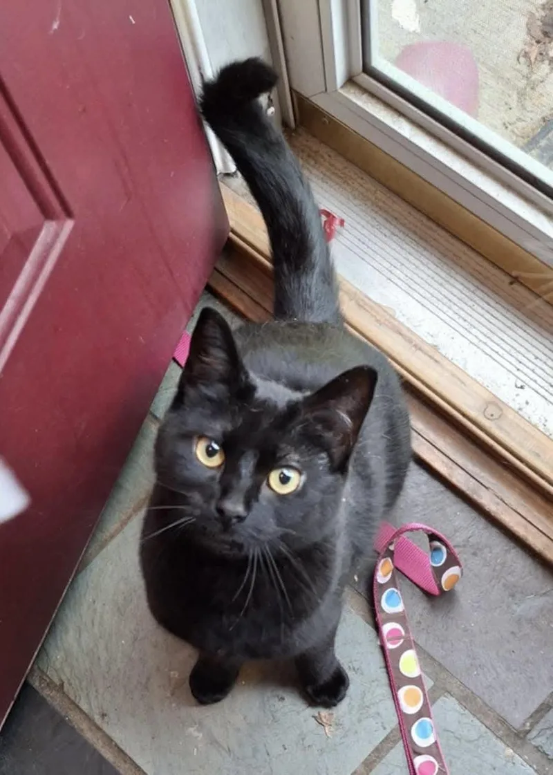 Michelob And Molson thumbnail 3