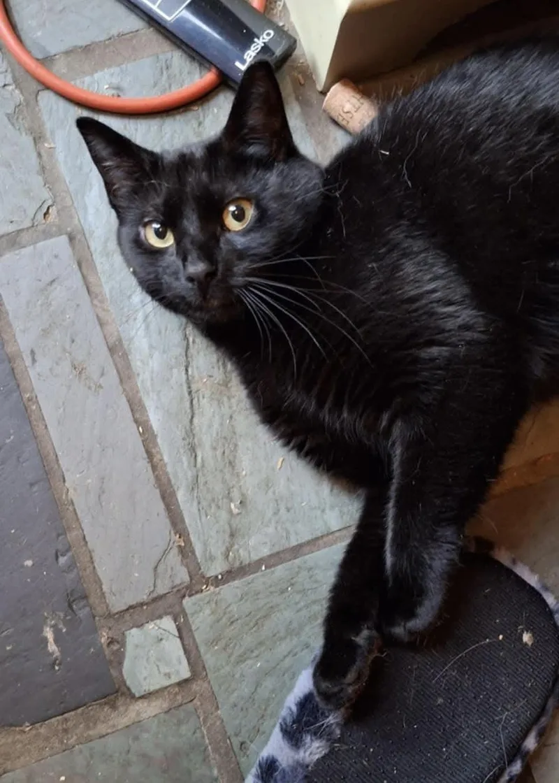 Michelob And Molson thumbnail 5