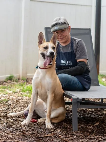 A young medium-sized male Mixed Breed dog named Favor for adoption in Chamblee, GA