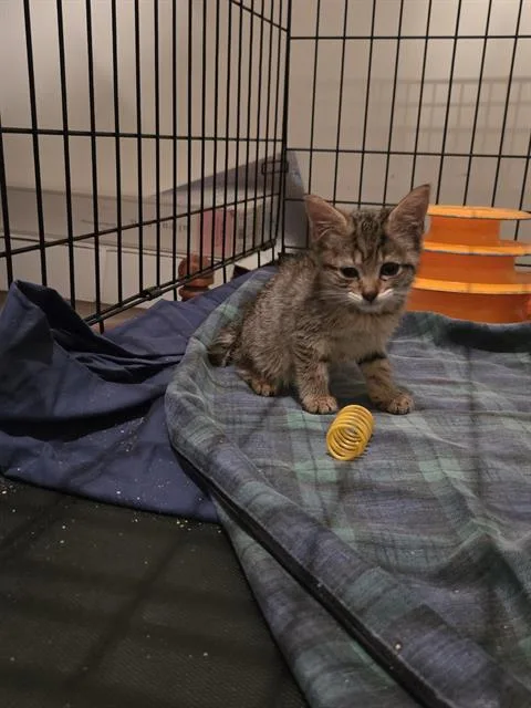 A baby small-sized female Domestic Short Hair cat named Ziggy for adoption in Charlotte, NC