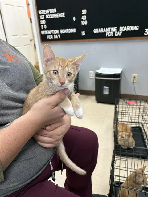 A baby small-sized male Domestic Short Hair cat named Miso Soup for adoption in Killeen, TX