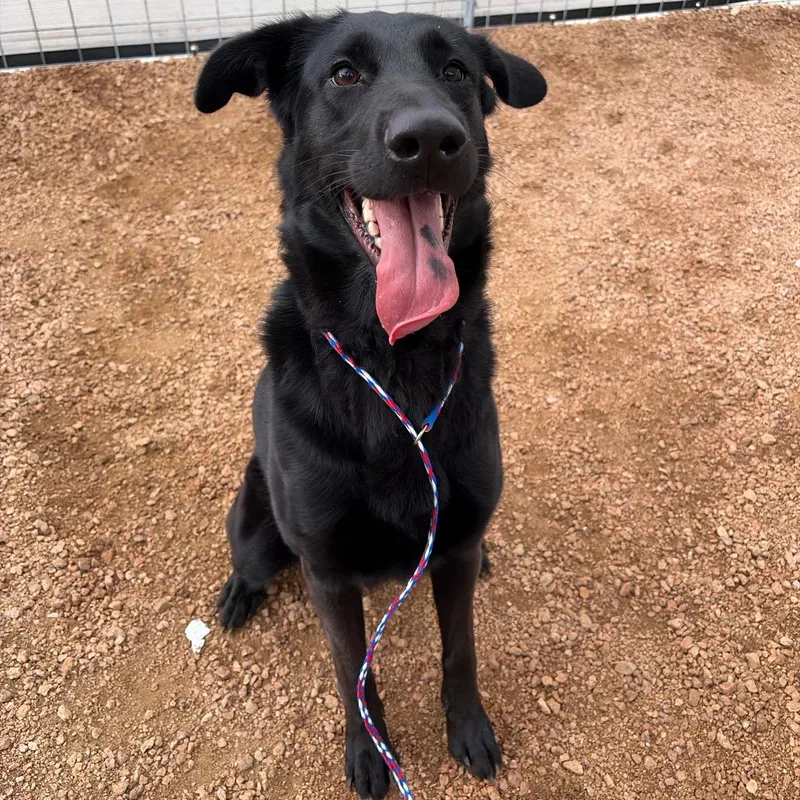 A young large-sized female Black Labrador Retriever dog named Harley KCAC . for adoption in Kerrville, TX