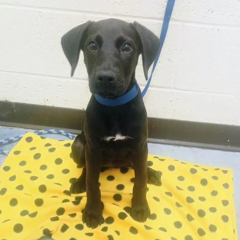 A baby small-sized female Black Mixed Breed dog named Midnight Rose for adoption in Memphis, TN
