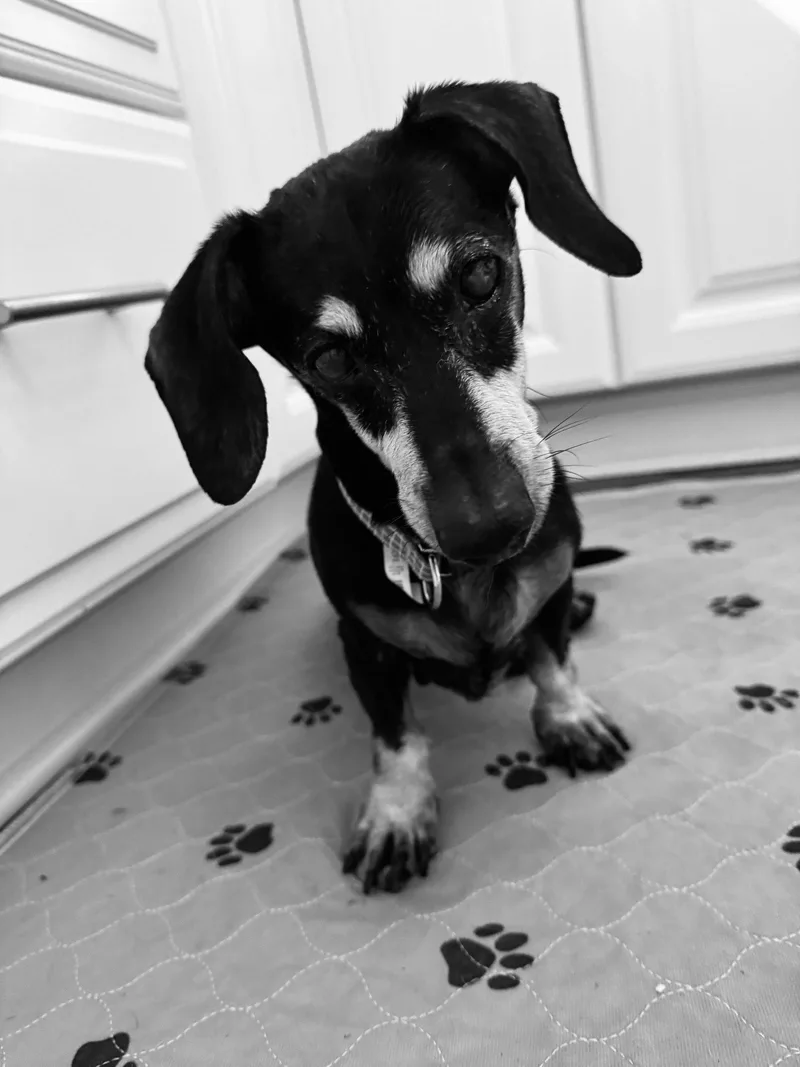 A senior small-sized male Dachshund dog named Cooper for adoption in West Columbia, SC