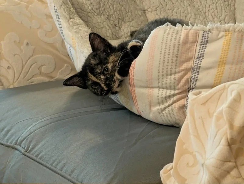 A baby medium-sized female Domestic Short Hair cat named Royal for adoption in Oviedo, FL