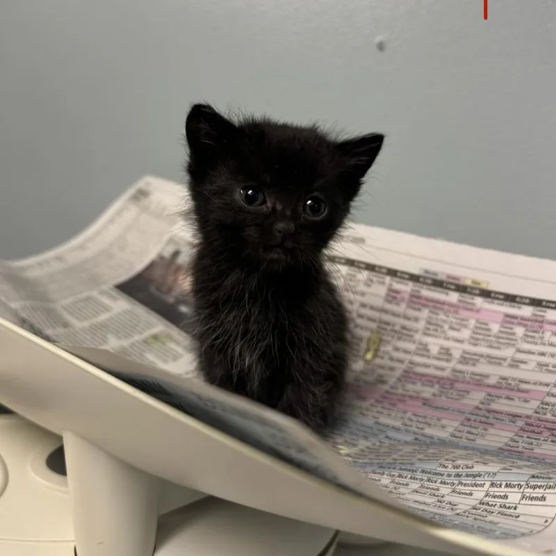 A baby small-sized female Black Domestic Short Hair cat named Washington's Birthday for adoption in Columbia, MO