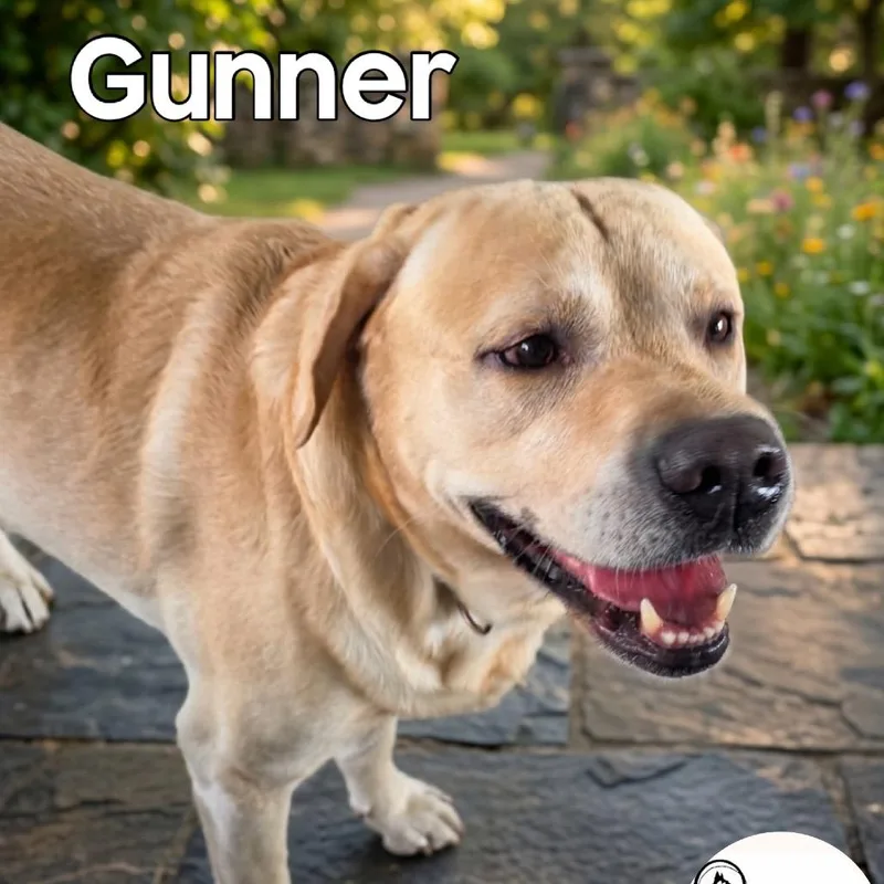 Gunner