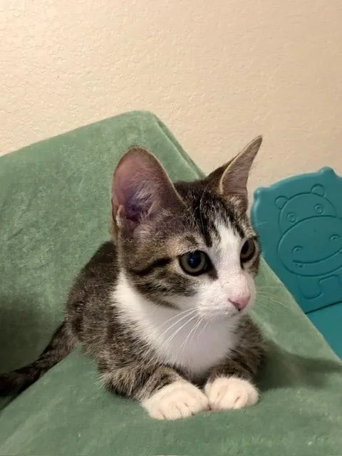 A baby medium-sized male Domestic Short Hair cat named Jaguar for adoption in San Antonio, TX