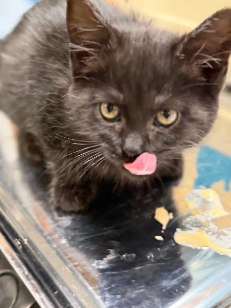 A baby small-sized female Domestic Long Hair cat named Jessie for adoption in Algona, IA
