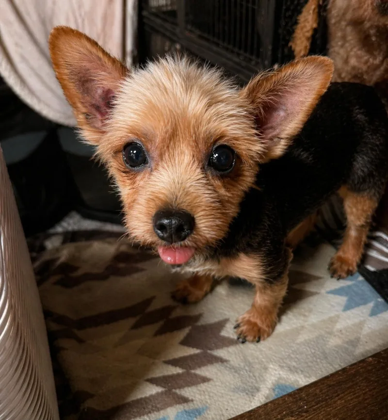An adult small-sized female Yorkshire Terrier dog named Cece for adoption in Delmar, NY