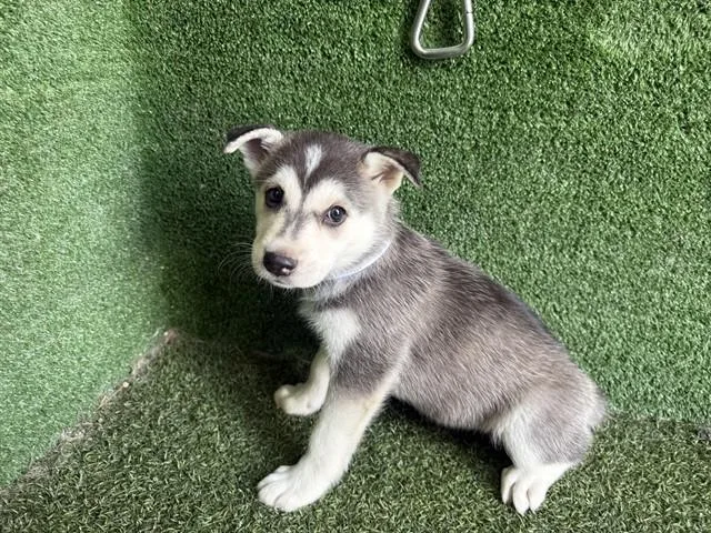 A baby small-sized female Siberian Husky dog named A for adoption in Lancaster, CA