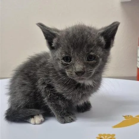 A baby small-sized female Gray / Blue / Silver Domestic Short Hair cat named Little Foot for adoption in Tacoma, WA