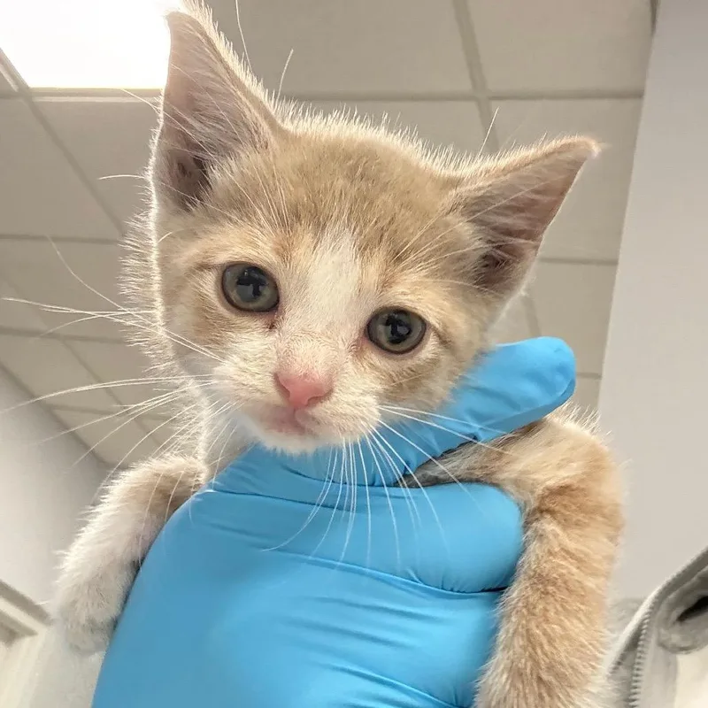 A young large-sized male Domestic Short Hair cat named Marshmellow for adoption in West Palm Beach, FL