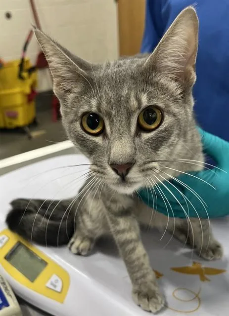 A young large-sized female Domestic Short Hair cat named Avis for adoption in Upper Marlboro, MD