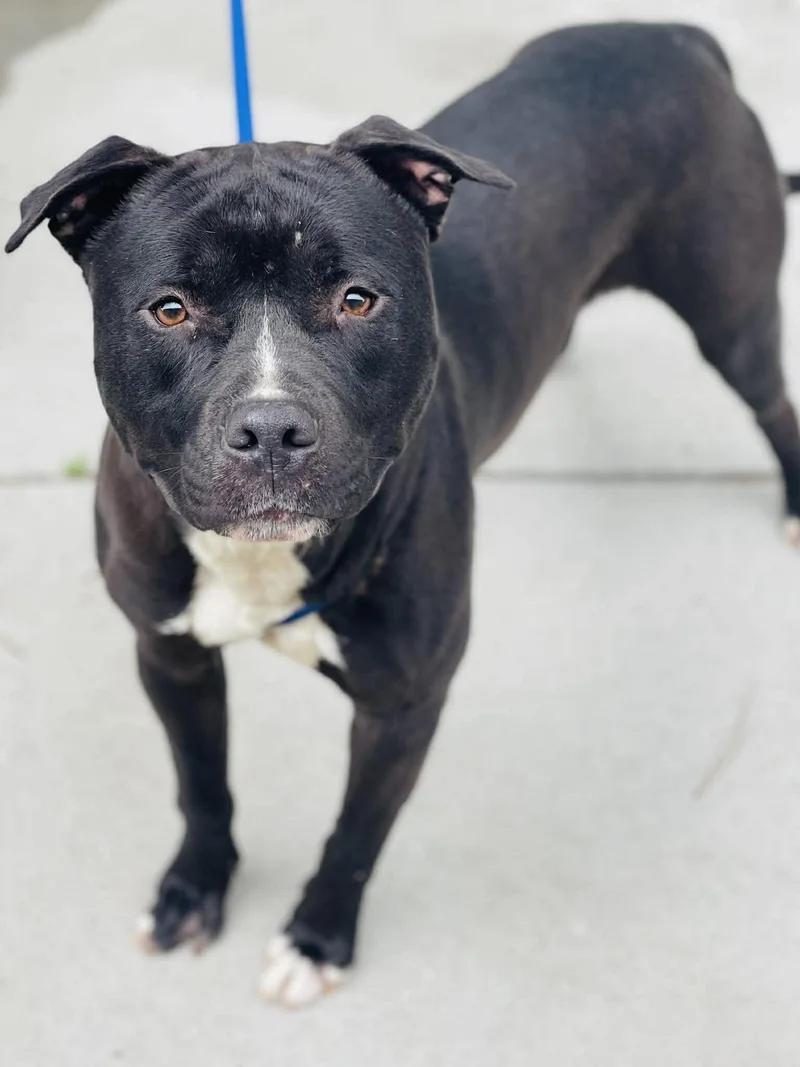 An adult large-sized male Black Pit Bull Terrier dog named Ac for adoption in Conyers, GA