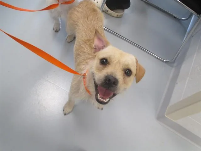 An adult small-sized male Terrier dog named A for adoption in Ocala, FL