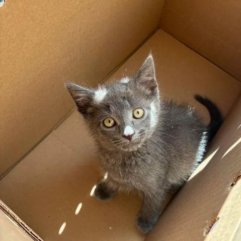 A baby small-sized male Gray / Blue / Silver Domestic Short Hair cat named Simon for adoption in Jarrettsville, MD
