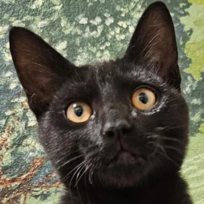 A baby medium-sized male Domestic Short Hair cat named Panther for adoption in Pleasanton, CA