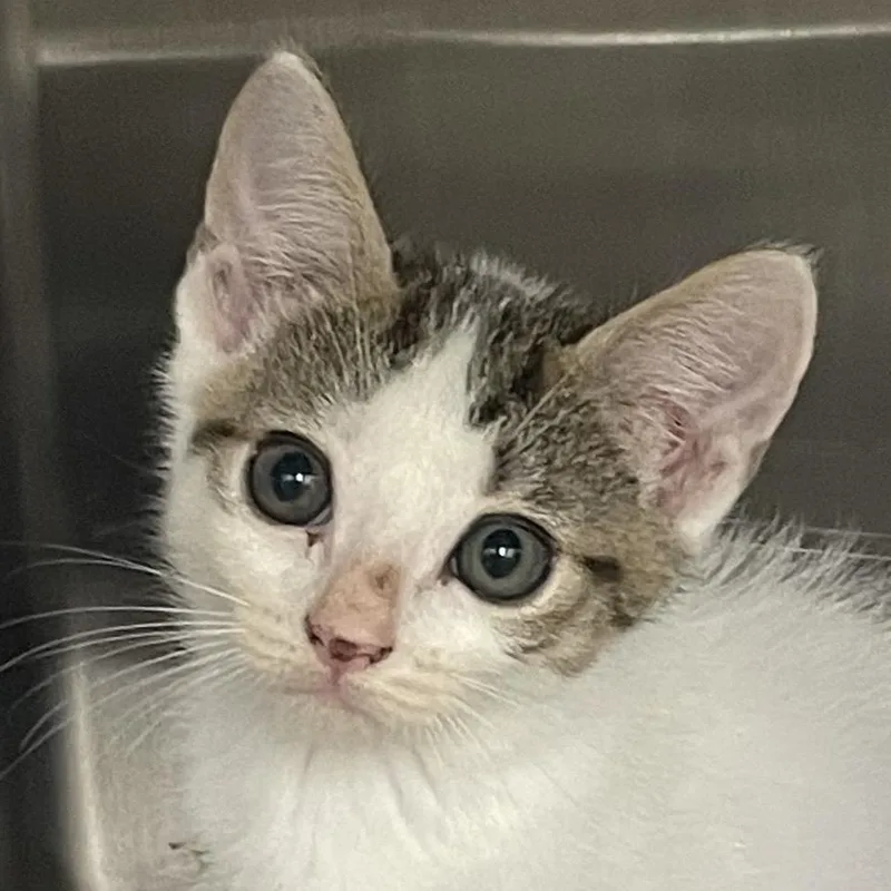A baby small-sized male Brown / Chocolate Domestic Short Hair cat named Aries for adoption in West Palm Beach, FL