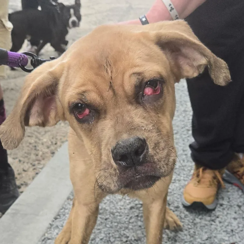 A young medium-sized female Yellow / Tan / Blond / Fawn Mixed Breed dog named Drucilla for adoption in Philadelphia, PA