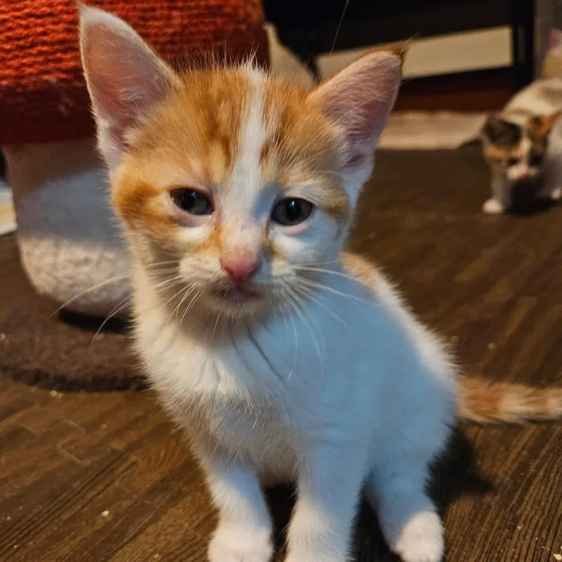 A baby small-sized female Orange / Red Domestic Short Hair cat named Nintendo Wii C for adoption in Princeton, MN
