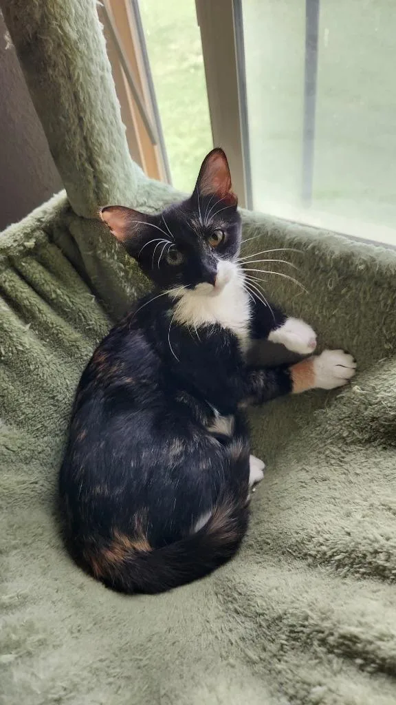 A baby medium-sized female Domestic Short Hair cat named Loonie for adoption in Salt Lake City, UT