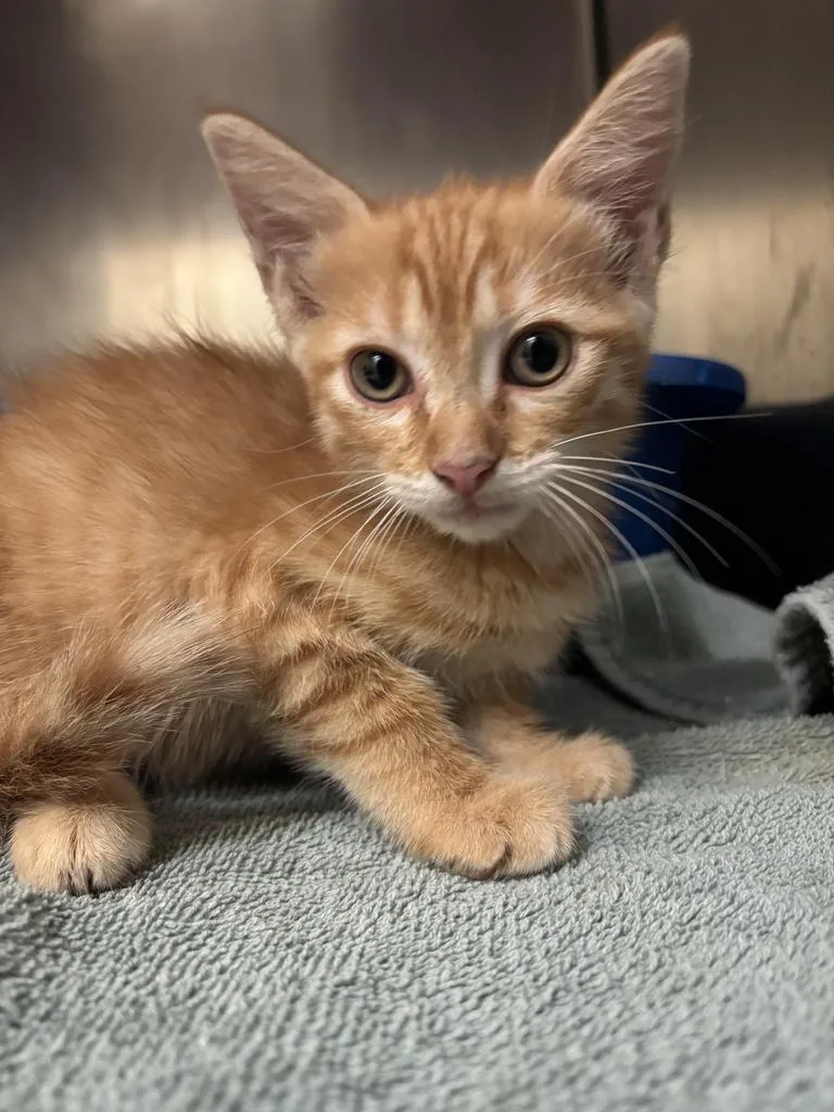 A baby medium-sized male Domestic Short Hair cat named Octopus for adoption in Florence, SC