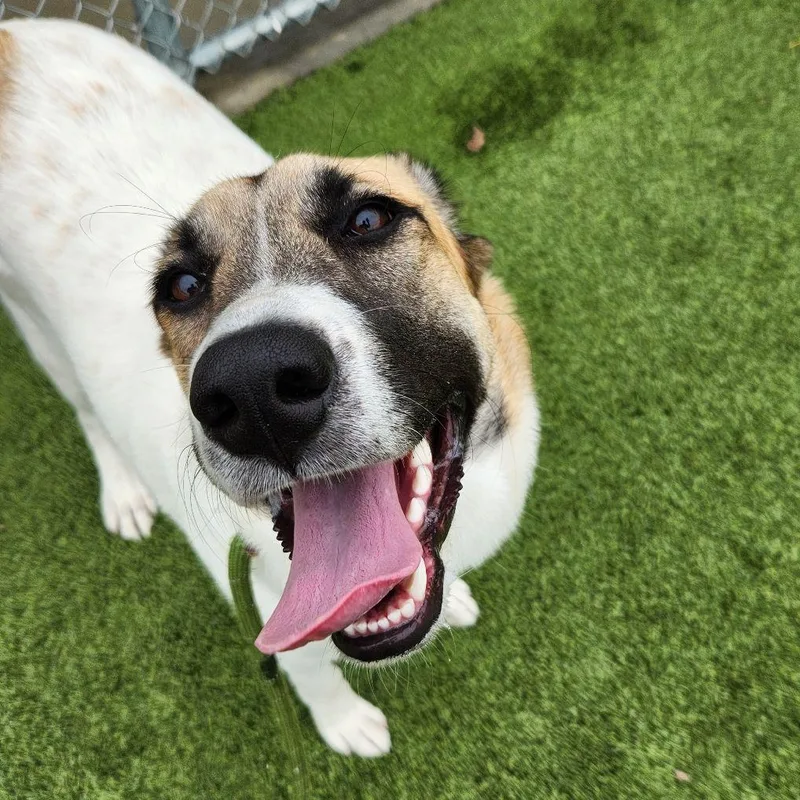 A young large-sized female Great Pyrenees dog named Jan for adoption in Liberty, MO