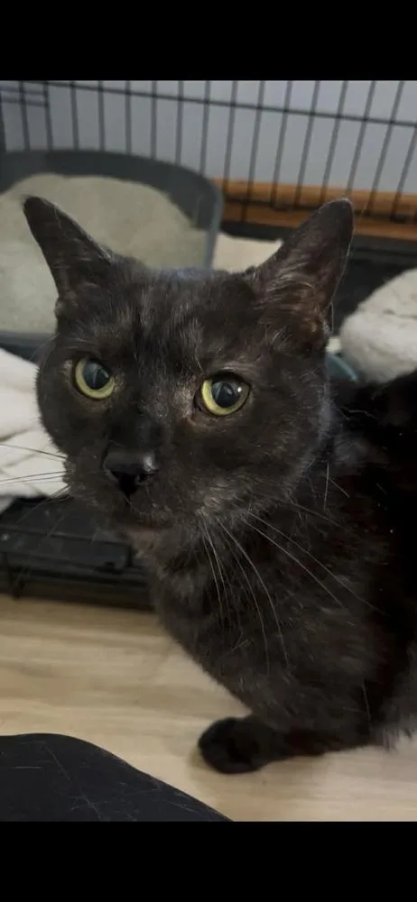A senior large-sized male Black Domestic Short Hair cat named Butch Iv for adoption in Muskegon, MI