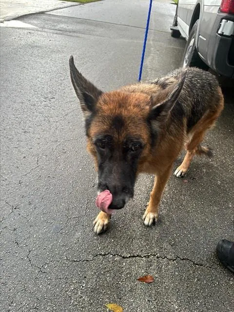 An adult large-sized female German Shepherd Dog dog named Wawa for adoption in Miami, FL