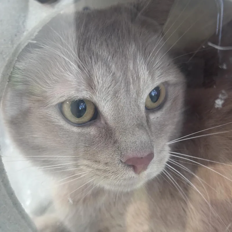 An adult extra large-sized male Buff / Tan / Fawn Domestic Short Hair cat named Bronze for adoption in Philadelphia, PA