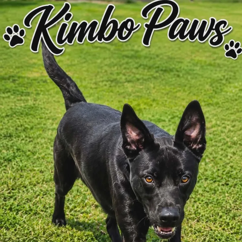 Kimbo Paws thumbnail 6