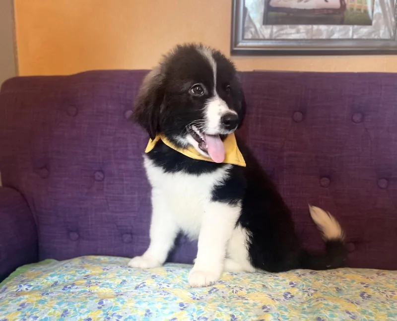 A baby large-sized male Great Pyrenees dog named Asher Lonestar for adoption in Rockaway, NJ