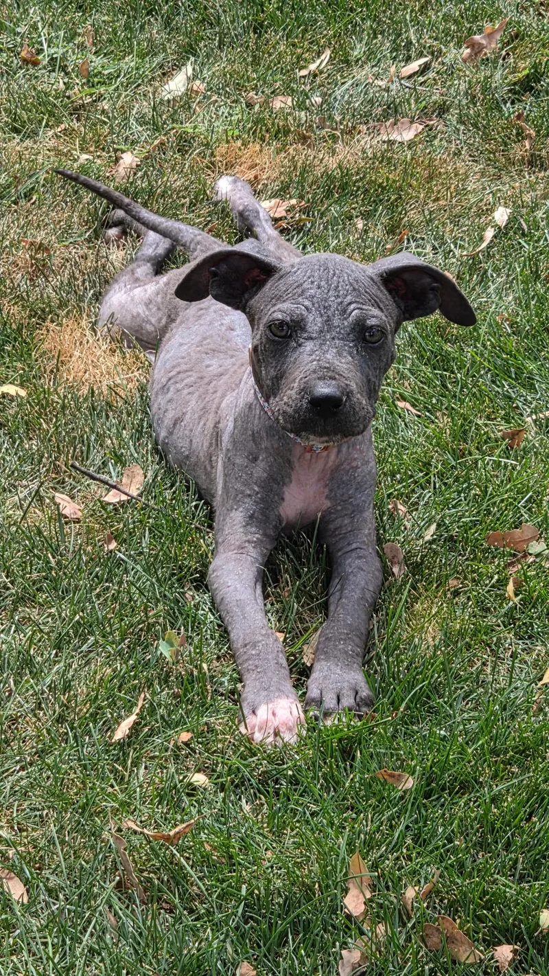 A baby medium-sized female Pit Bull Terrier dog named Bubbles Blossom and for adoption in Lincoln, CA