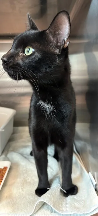 A young small-sized male Domestic Short Hair cat named Ninja for adoption in Savannah, GA