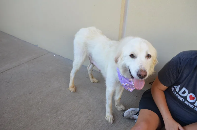 A young large-sized female Mixed Breed dog named Duchess Drool for adoption in McKinney, TX