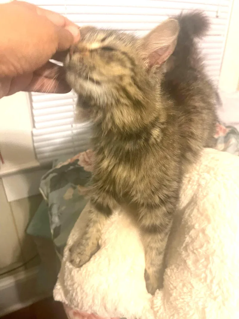 A young medium-sized female Tabby (Buff / Tan / Fawn) Domestic Long Hair cat named Willow for adoption in Charlotte, NC