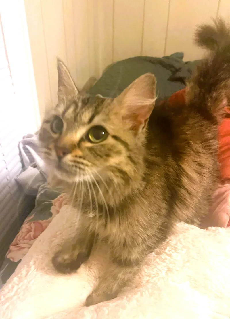 Willow thumbnail 3