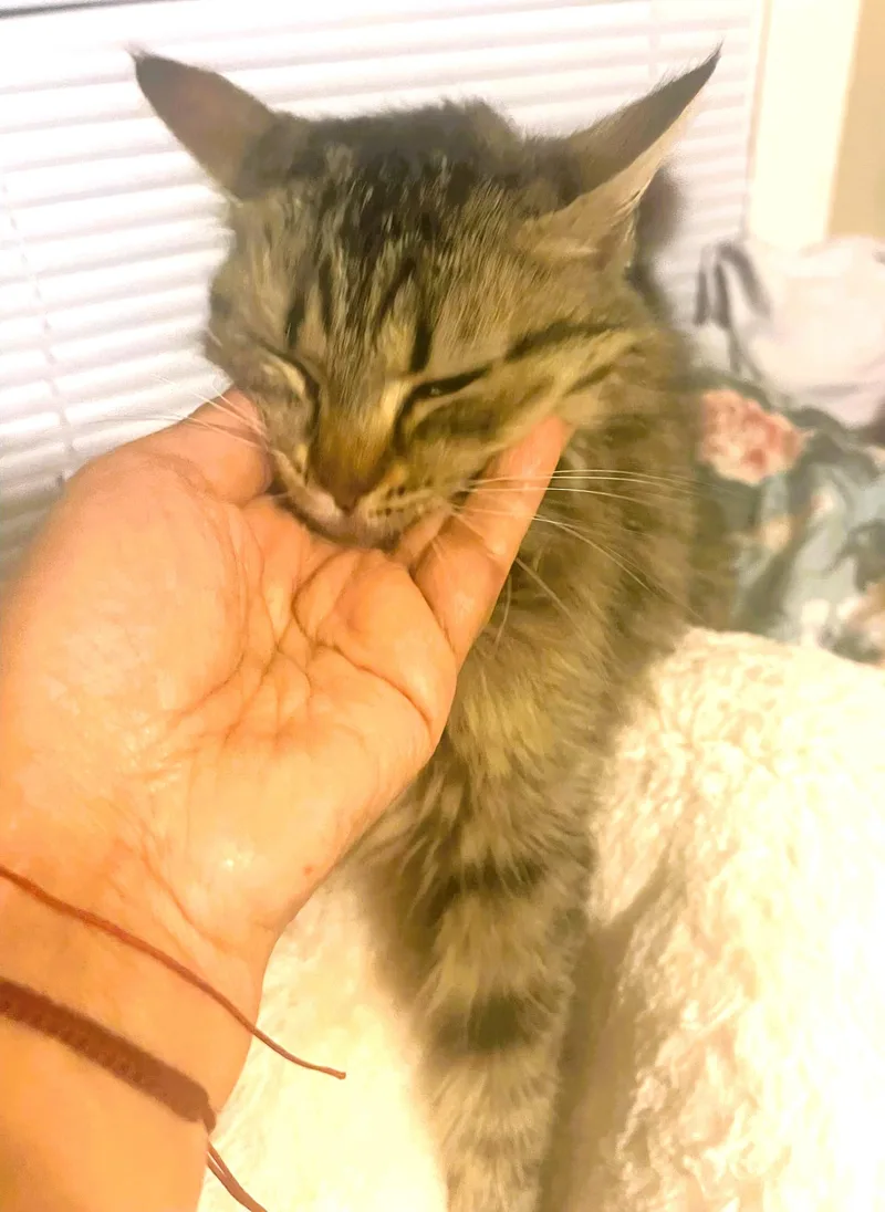 Willow thumbnail 4