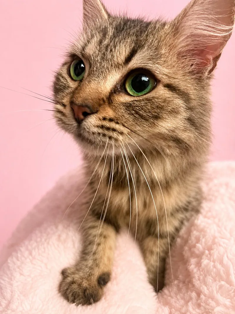 Willow thumbnail 6
