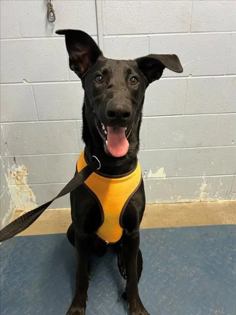 A young large-sized male Doberman Pinscher dog named Sirius for adoption in Woodland, CA