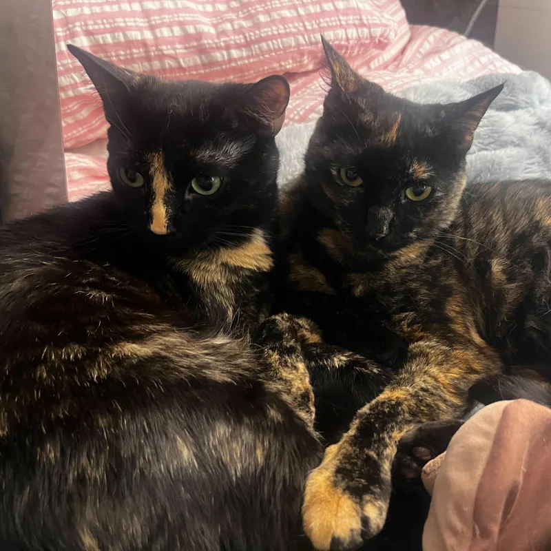 A young medium-sized female Tortoiseshell Domestic Short Hair cat named Octane & Rione for adoption in Waltham, MA