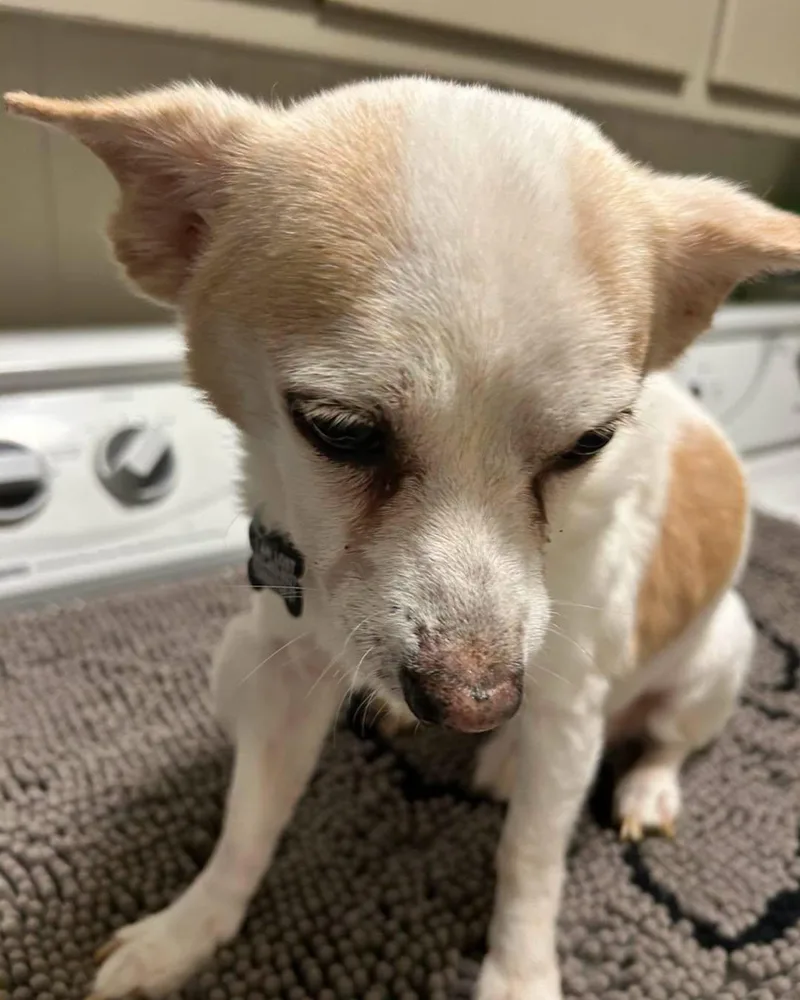 A senior small-sized male Apricot / Beige Chihuahua dog named Tippy Toe for adoption in Winsted, CT
