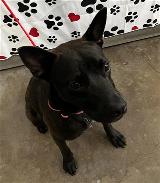 A young large-sized male Mixed Breed dog named Dax for adoption in Dallas, TX