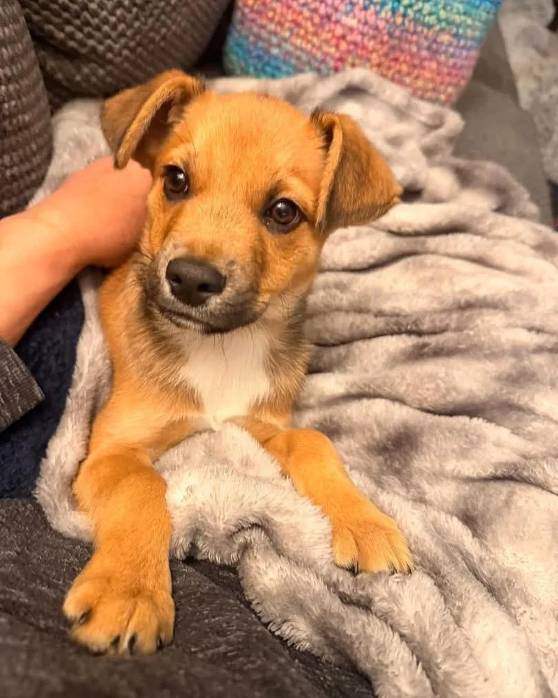 A baby small-sized male Terrier dog named Kevin for adoption in Libertyville, IL