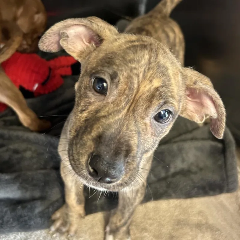 A baby medium-sized female Brindle Mixed Breed dog named Prim for adoption in Pensacola, FL