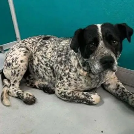 Freckles thumbnail 2